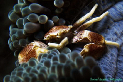 Paradise Island Resort, House Reef, Davao by Bernard Maglana 